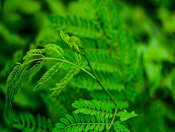 Tamarind leaves are equally beneficial for our health