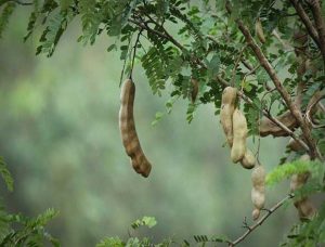 Tamarind good for health 