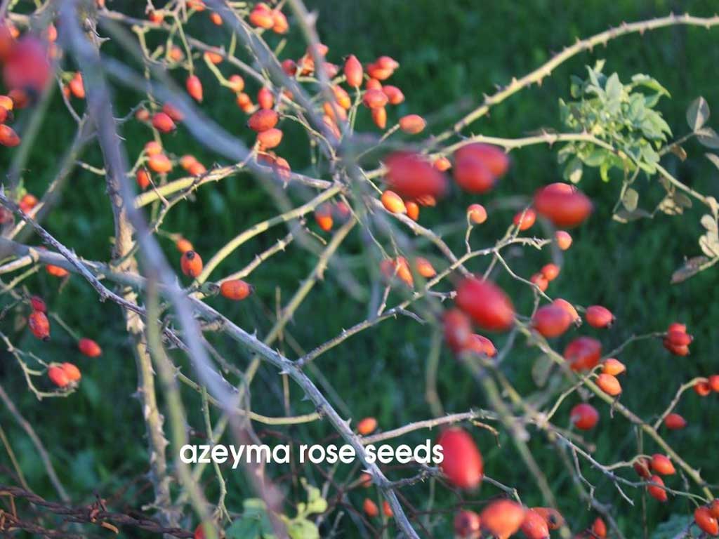 azeyma rose seeds