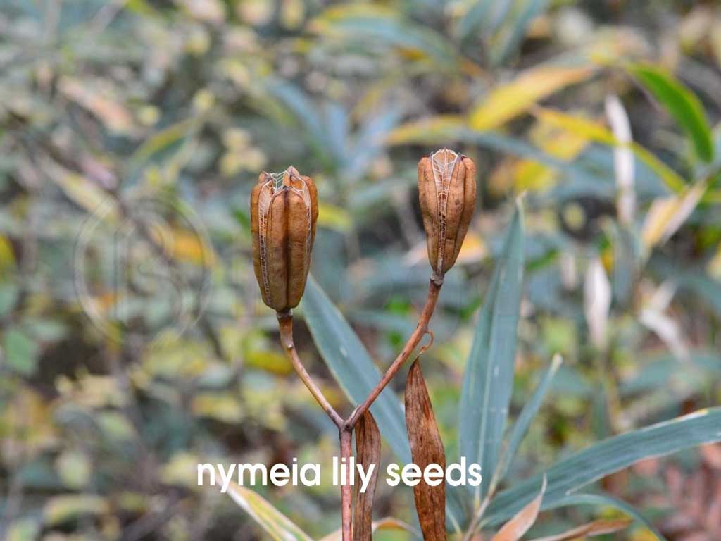 nymeia lily seeds