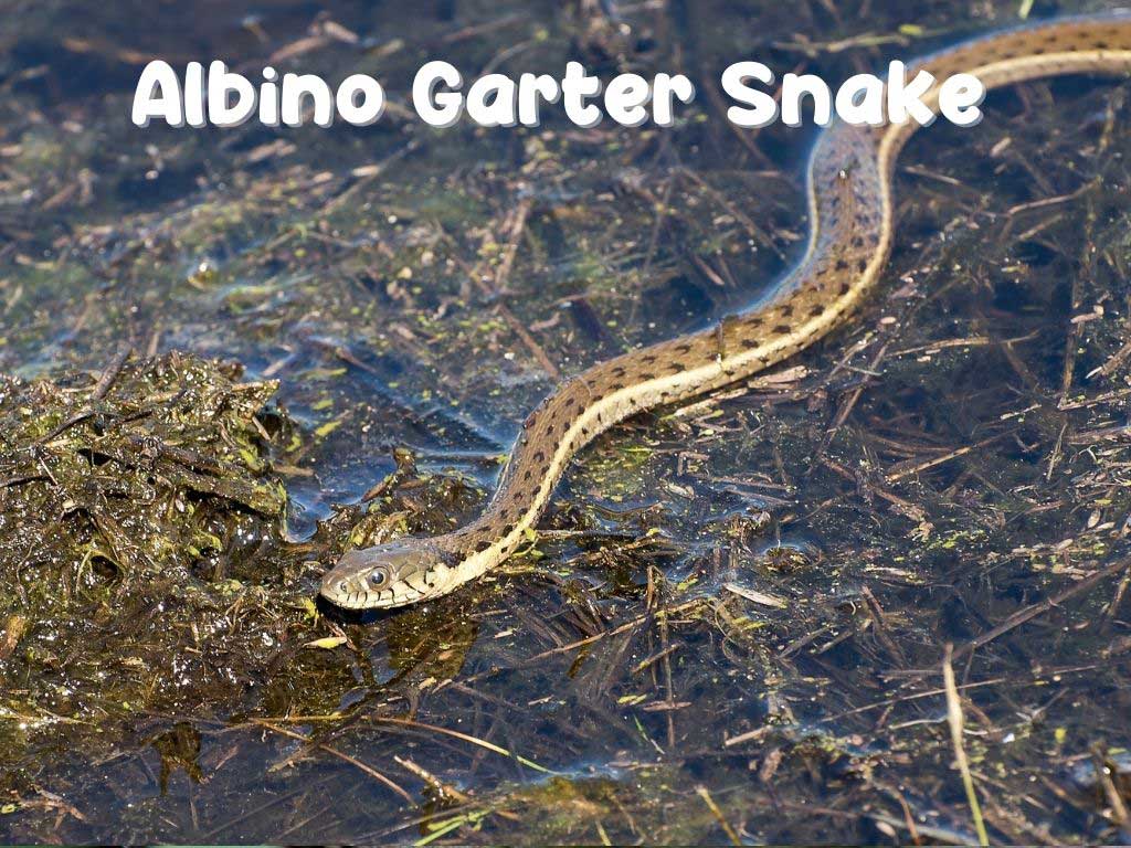 Albino Garter Snake