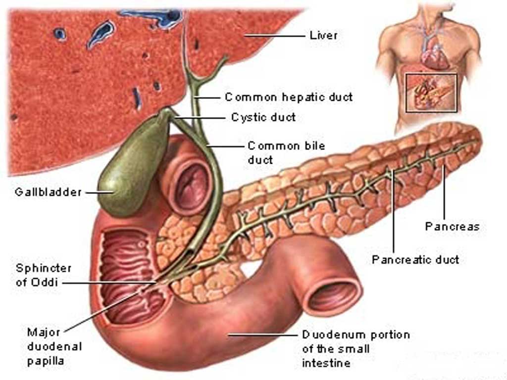 Biliary Cancer