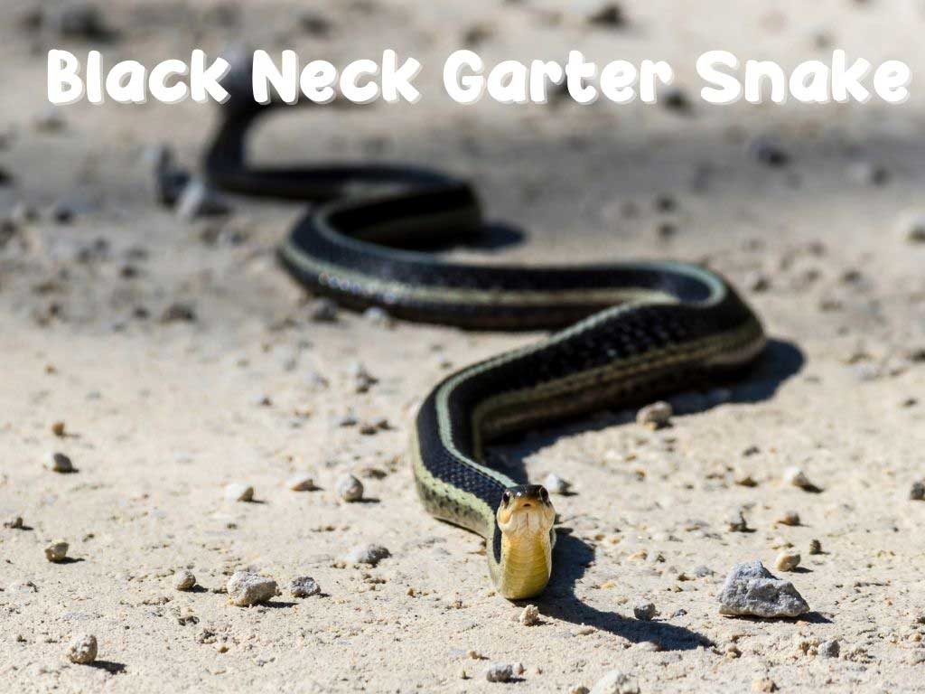 Black Neck Garter Snake