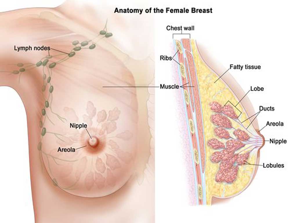 Breast Cancer