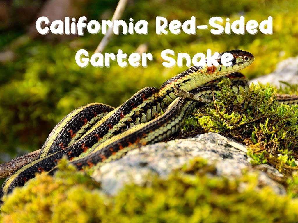 California Red-Sided Garter Snake