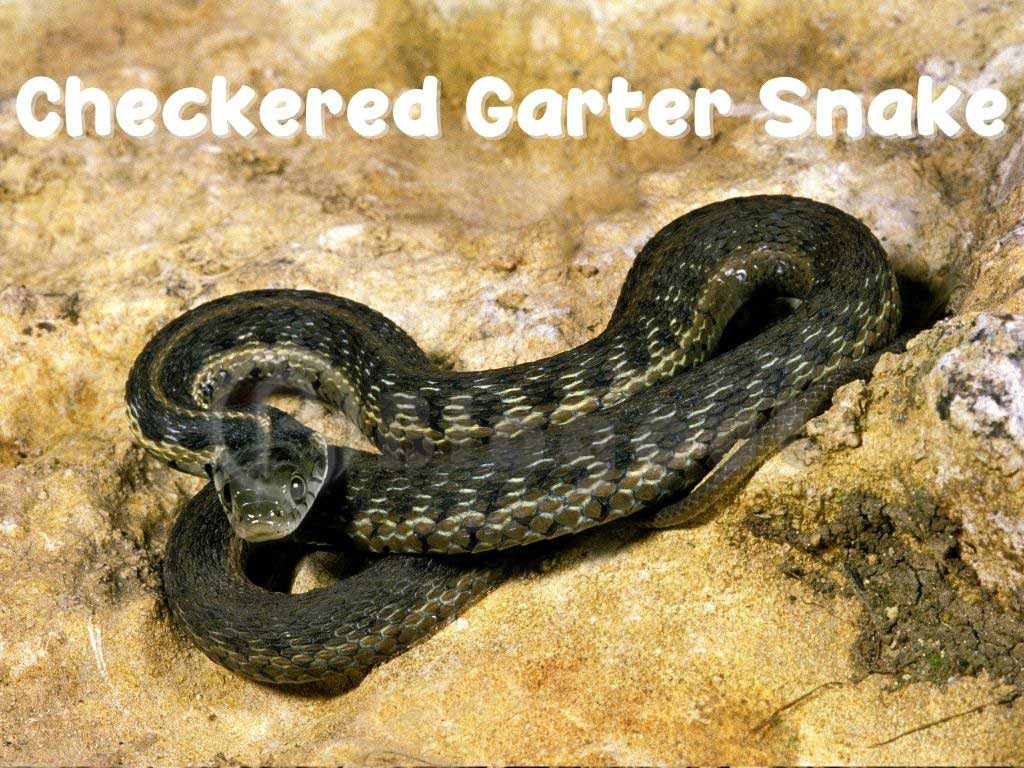 Checkered Garter Snake