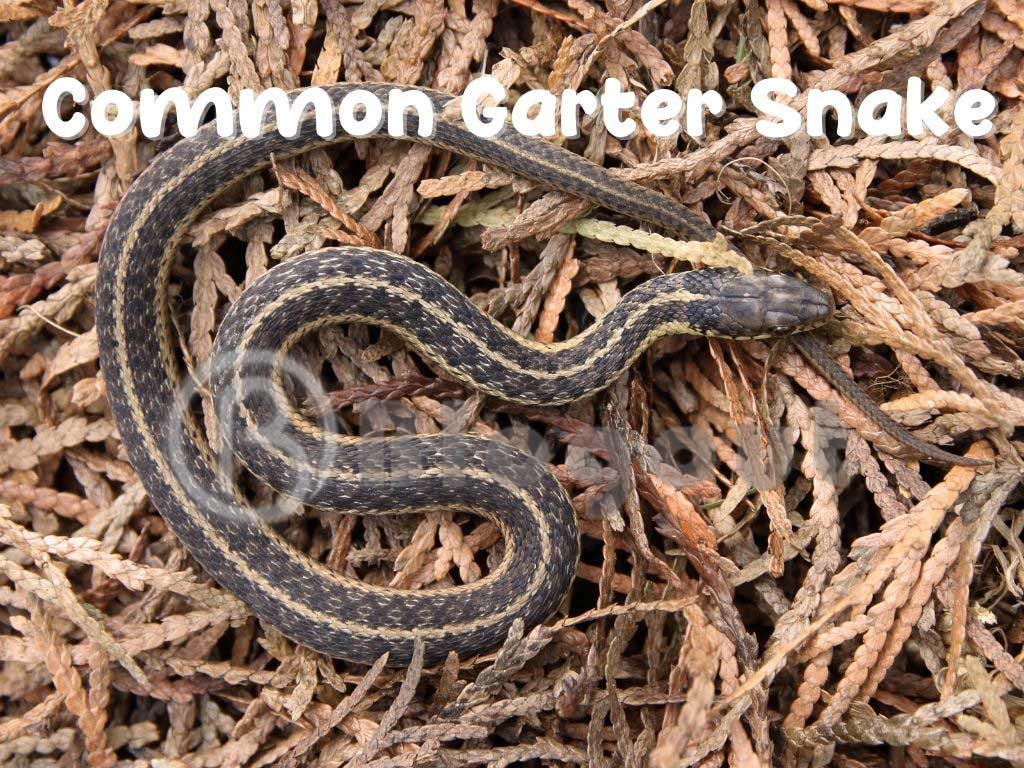 Common Garter Snake