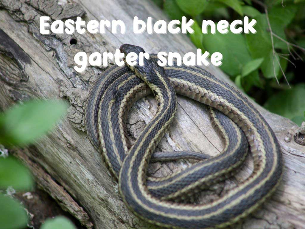 Eastern black neck garter snake