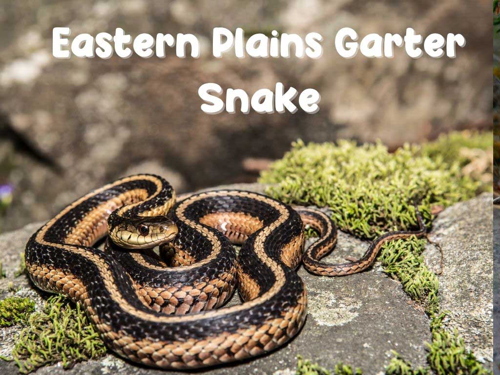 Eastern Plains Garter Snake