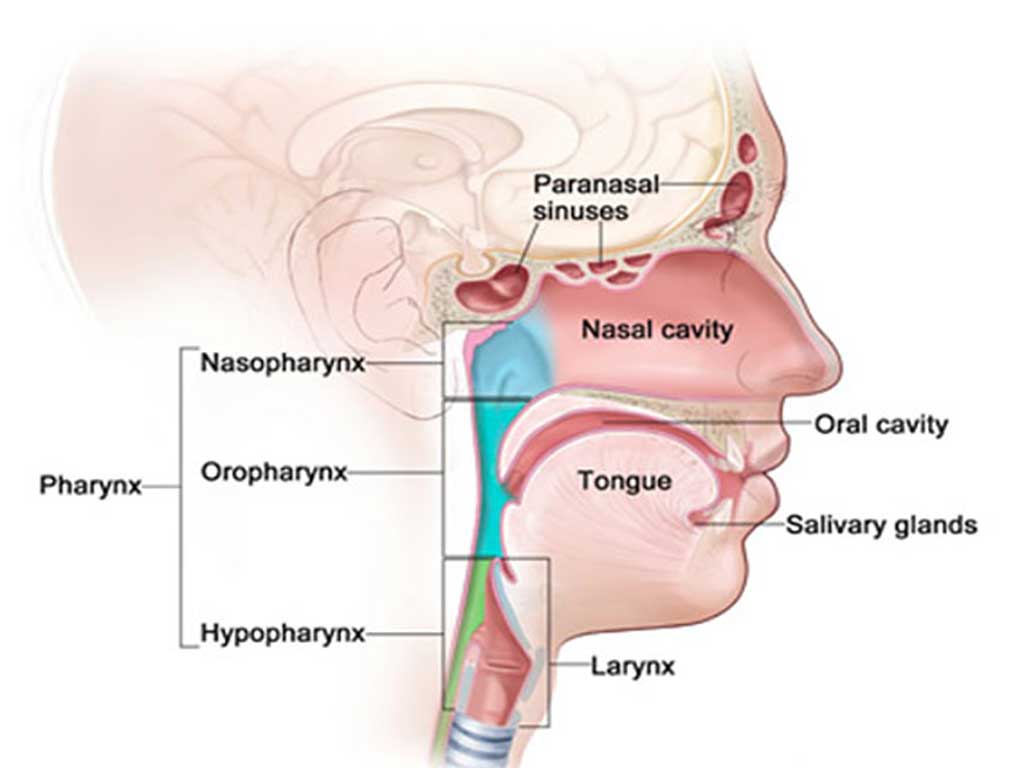 Lip Cancer