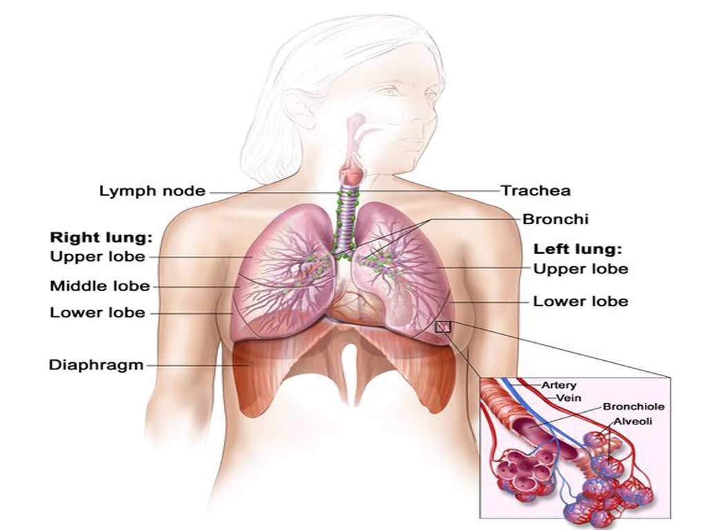 Lung Cancer