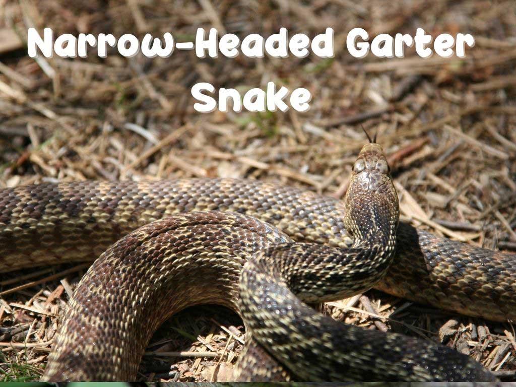 Narrow-Headed Garter Snake