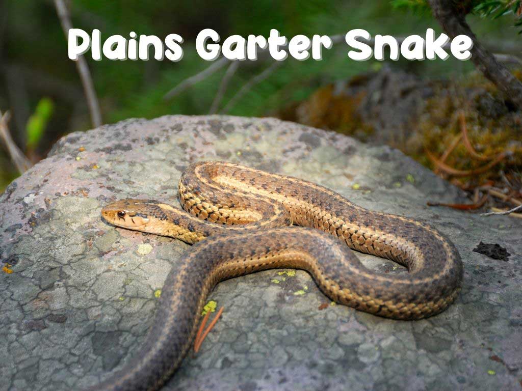 Plains Garter Snake