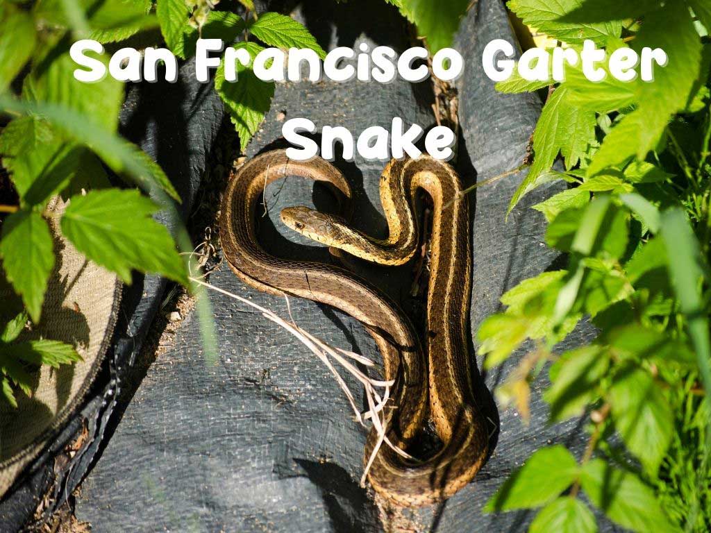 San Francisco Garter Snake 