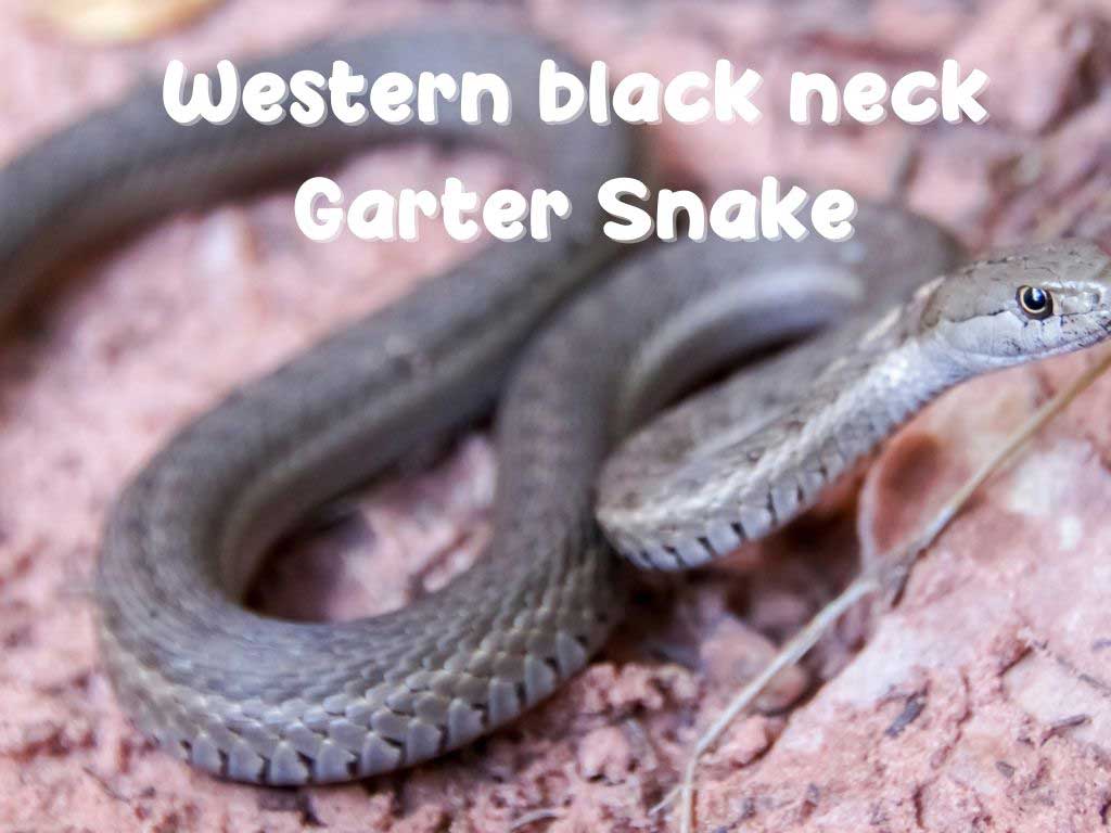 Western black neck Garter Snake